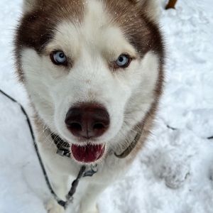 Meet your Posher, Cam